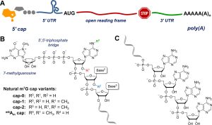 Structure of mRNA: (A) schematic view; (B) mRNA 5′-end (cap); (C) mRNA 3′-end (poly(A) tail).