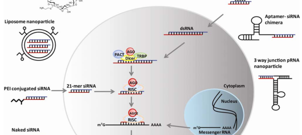 The mechanism and delivery strategies for RNA interference.