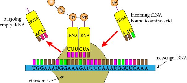 mRNA-Protein-interaction(Creative Biolabs Authorized)